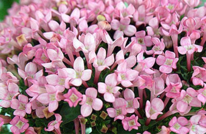 buvariya