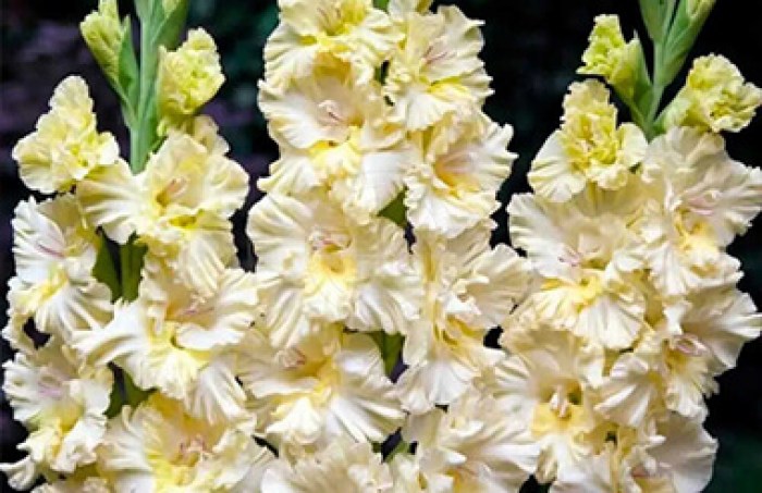 gladiolusy