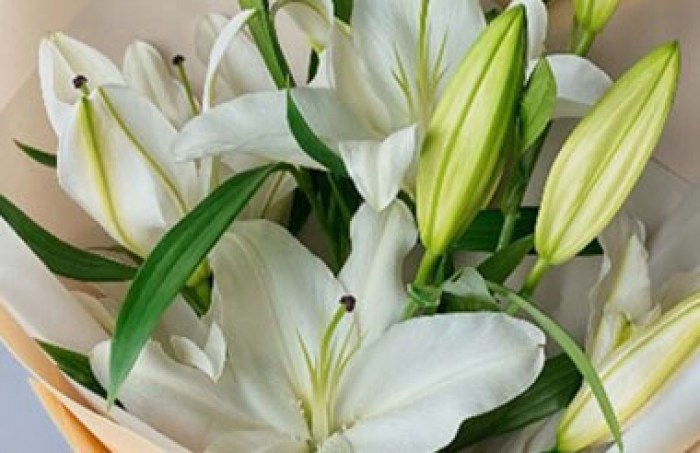 lilii