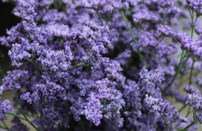 limonium