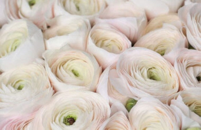 ranunkulus-kluni