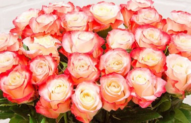rozy-ekvador