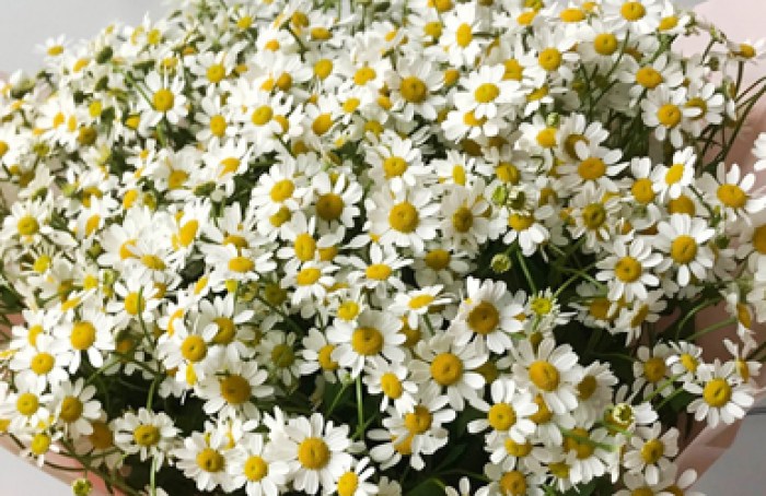 tanatsetum-kamilla