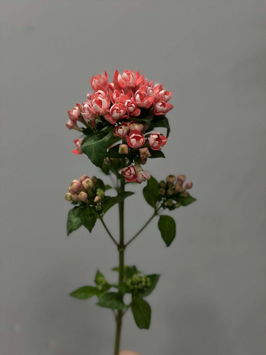buvariya5