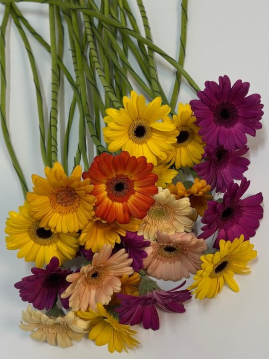 gerbera-mini1