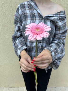 gerbera-mini