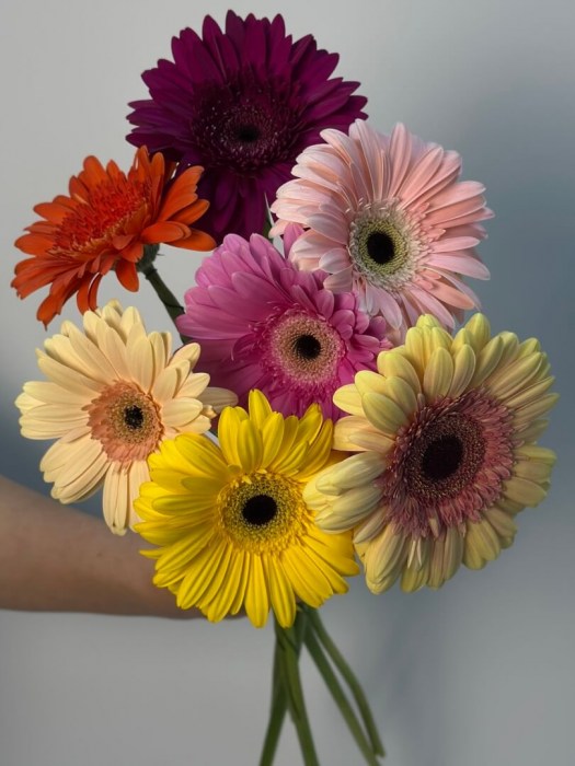 gerbera-mix1