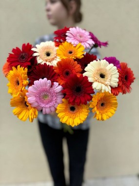 gerbera