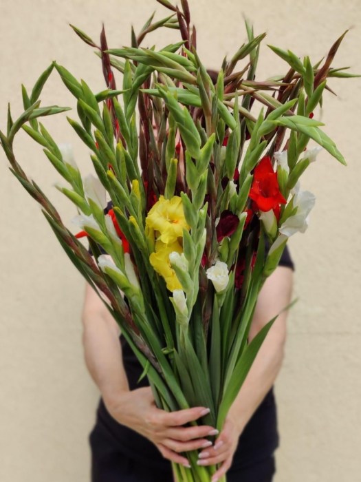 gladiolus