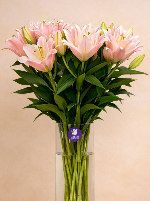 lilij-pion