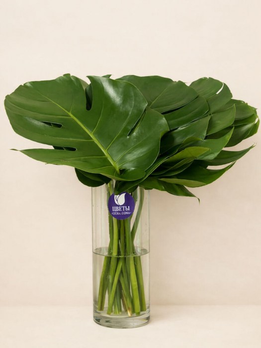 monstera