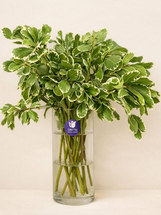 pittosporum