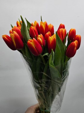 tyulpany-oranzhevye2